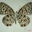 024 Lepidoptera (FV) Lycaenidae Leptotes pirithous m IMG_3308WTMK.JPG