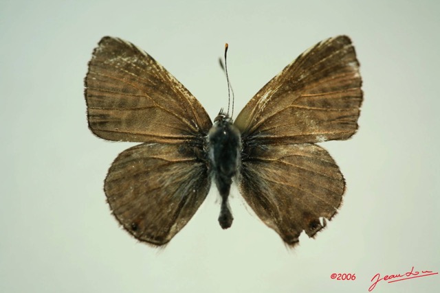 025 Lepidoptera (FD) Lycaenidae Anthene princeps m IMG_3295WTMK.JPG