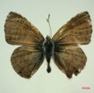 025 Lepidoptera (FD) Lycaenidae Anthene princeps m IMG_3295WTMK.JPG