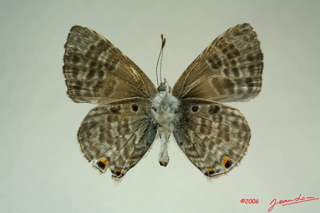 026 Lepidoptera (FV) Lycaenidae Anthene princeps m IMG_3296WTMK.JPG