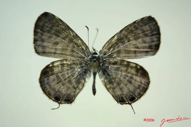 027 Lepidoptera (FD) Lycaenidae Leptotes pirithous m IMG_3313WTMK.JPG
