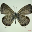 027 Lepidoptera (FD) Lycaenidae Leptotes pirithous m IMG_3313WTMK.JPG