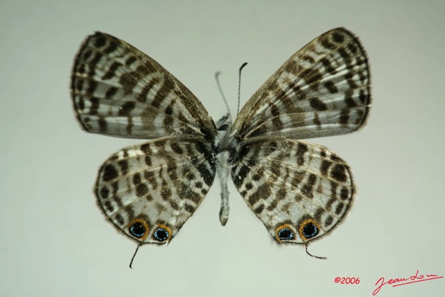 028 Lepidoptera (FV) Lycaenidae Leptotes pirithous m IMG_3314WTMK.JPG