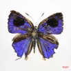 029 Lepidoptera (FD) Lycaenidae Hypokopelates sevastopulo IMG_3373WTMK.jpg