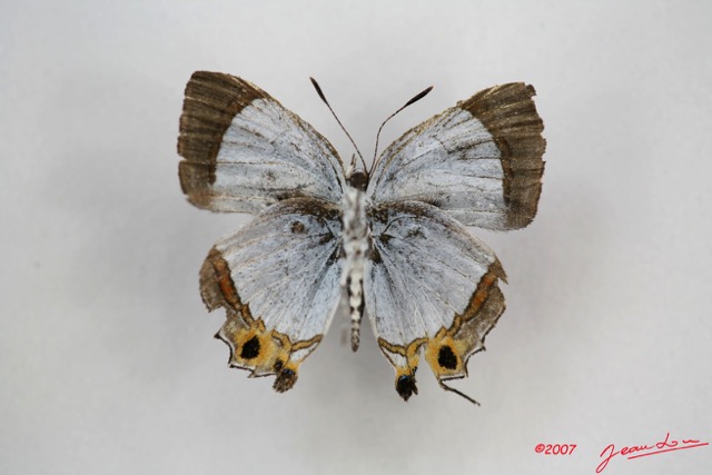 030 Lepidoptera (FV) Lycaenidae Hypokopelates sevastopulo IMG_3377WTMK.jpg