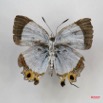 030 Lepidoptera (FV) Lycaenidae Hypokopelates sevastopulo IMG_3377WTMK.jpg