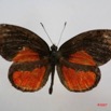 031 Lepidoptera (FD) Lycaenidae Mimeresia moreelsi Sp m IMG_3915WTMK.JPG