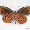 032 Lepidoptera (FV) Lycaenidae Mimeresia moreelsi Sp m IMG_3918WTMK.JPG