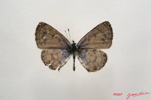 033 Lepidoptera (FD) Lycaenidae Azanus mirza m 7IMG_4912WTMK.JPG