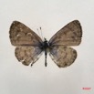 033 Lepidoptera (FD) Lycaenidae Azanus mirza m 7IMG_4912WTMK.JPG