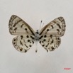 034 Lepidoptera (FV) Lycaenidae Azanus mirza m 7IMG_4914WTMK.JPG