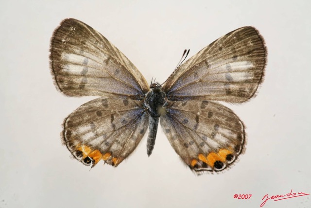 035 Lepidoptera (FD) Lycaenidae Cupidopsis cissus f 7IMG_4932WTMK.JPG