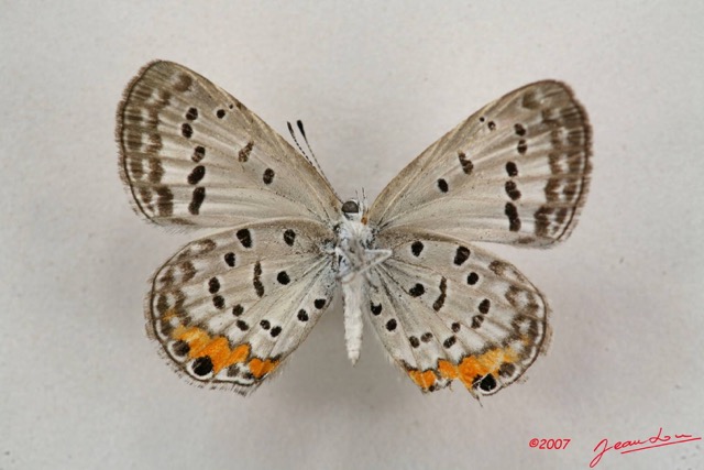 036 Lepidoptera (FV) Lycaenidae Cupidopsis cissus f 7IMG_4935WTMK.JPG