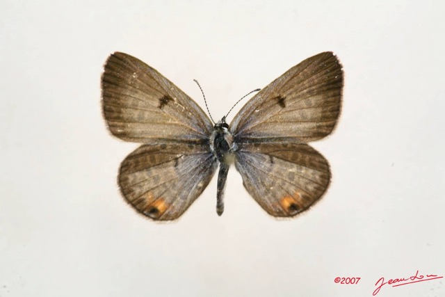 037 Lepidoptera (FD) Lycaenidae Euchrysops albistriata 7IMG_4922WTMK.JPG