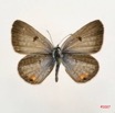 037 Lepidoptera (FD) Lycaenidae Euchrysops albistriata 7IMG_4922WTMK.JPG