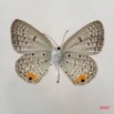 038 Lepidoptera (FV) Lycaenidae Euchrysops albistriata 7IMG_4925WTMK.JPG