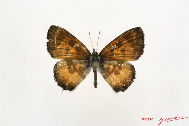 039 Lepidoptera (FD) Lycaenidae Uranothauma falkeinsteini m 7IMG_4916WTMK.JPG