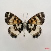 040 Lepidoptera (FV) Lycaenidae Uranothauma falkeinsteini m 7IMG_4921WTMK.JPG