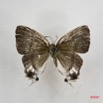 041 Lepidoptera (FD) Lycaenidae Hypolycaena antifaunus m 7IMG_6440WTMK.JPG