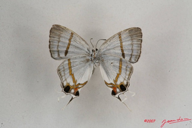 042 Lepidoptera (FV) Lycaenidae Hypolycaena antifaunus m 7IMG_6445WTMK.JPG