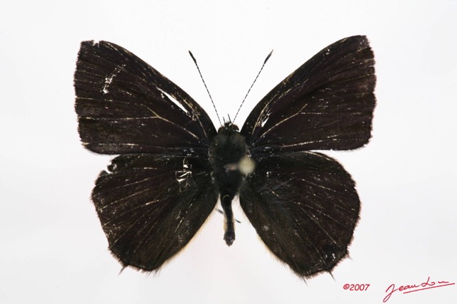 043 Lepidoptera (FD) Lycaenidae Anthene rubricinctus m 7IMG_7275WTMK.JPG