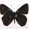 043 Lepidoptera (FD) Lycaenidae Anthene rubricinctus m 7IMG_7275WTMK.JPG