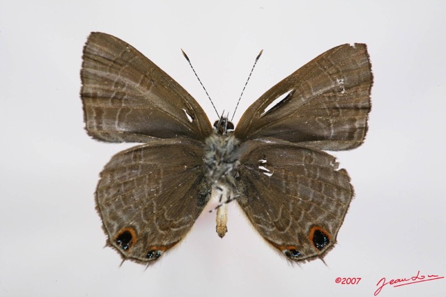 044 Lepidoptera (FV) Lycaenidae Anthene rubricinctus m 7IMG_7279WTMK.JPG