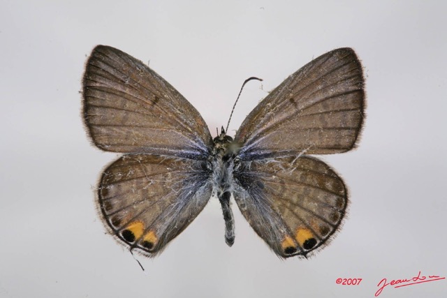 045 Lepidoptera (FD) Lycaenidae Euchrysops osiris 7IMG_7252WTMK.JPG