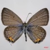 045 Lepidoptera (FD) Lycaenidae Euchrysops osiris 7IMG_7252WTMK.JPG
