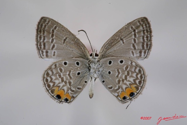 046 Lepidoptera (FV) Lycaenidae Euchrysops osiris 7IMG_7253WTMK.JPG