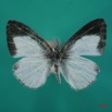 047 Lepidoptera (FD) Lycaenidae Spalgis lemolea m 7IMG_7234WTMK.JPG