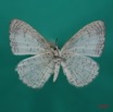 048 Lepidoptera (FV) Lycaenidae Spalgis lemolea m 7IMG_7240WTMK.JPG