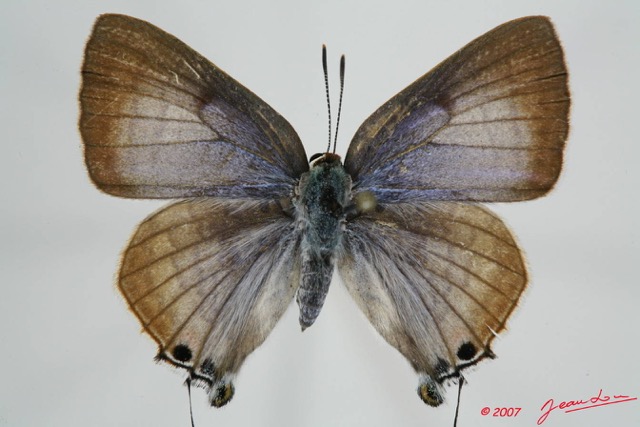 049 Lepidoptera (FD) Lycaenidae Virachola antalus f 7EIMG_0073WTMK.JPG