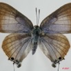 049 Lepidoptera (FD) Lycaenidae Virachola antalus f 7EIMG_0073WTMK.JPG