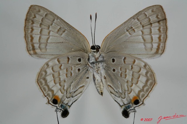 050 Lepidoptera (FV) Lycaenidae Virachola antalus f 7EIMG_0076WTMK.JPG