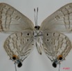 050 Lepidoptera (FV) Lycaenidae Virachola antalus f 7EIMG_0076WTMK.JPG