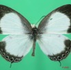 051 Lepidoptera (FD) Lycaenidae Oboronia punctatus 8EIMG_4056WTMK.JPG