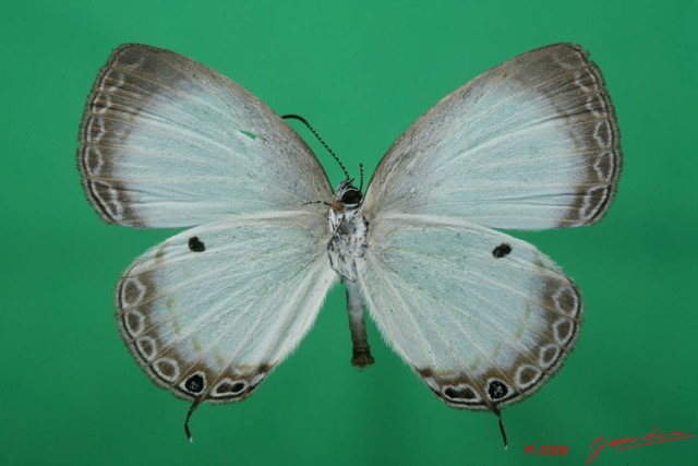 052 Lepidoptera (FV) Lycaenidae Oboronia punctatus 8EIMG_4063WTMK.JPG