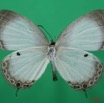 052 Lepidoptera (FV) Lycaenidae Oboronia punctatus 8EIMG_4063WTMK.JPG