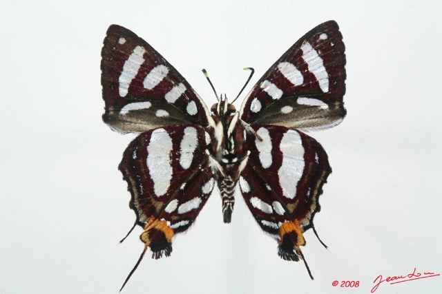 054 Lepidoptera (FV) Lycaenidae Aphnaeus orcas m 8EIMG_4087WTMK.JPG