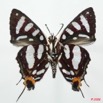 054 Lepidoptera (FV) Lycaenidae Aphnaeus orcas m 8EIMG_4087WTMK.JPG