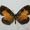 055 Lepidoptera (FD) Lycaenidae Eresina jacksoni f 8EIMG_4021WTMK.JPG
