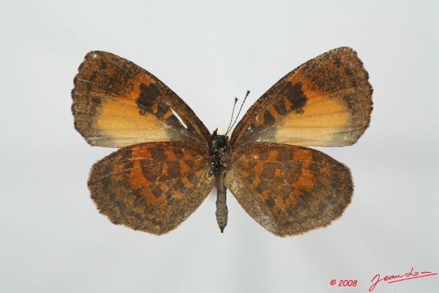 056 Lepidoptera (FV) Lycaenidae Eresina jacksoni f 8EIMG_4023WTMK.JPG