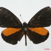 057 Lepidoptera (FD) Lycaenidae Eresina jacksoni m 8EIMG_4027WTMK.JPG