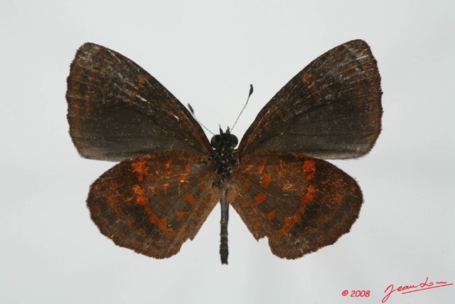 058 Lepidoptera (FV) Lycaenidae Eresina jacksoni m 8EIMG_4031WTMK.JPG