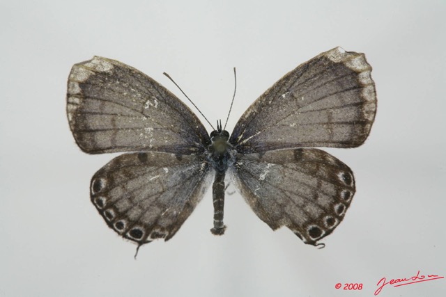 059 Lepidoptera (FD) Lycaenidae Termoniphas alberici m 8EIMG_3999WTMK.JPG