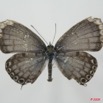 059 Lepidoptera (FD) Lycaenidae Termoniphas alberici m 8EIMG_3999WTMK.JPG