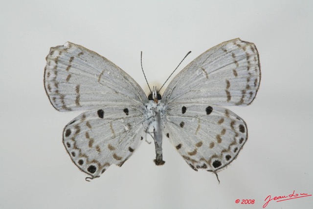 060 Lepidoptera (FV) Lycaenidae Termoniphas alberici m 8EIMG_4006WTMK.JPG