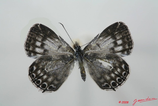 061 Lepidoptera (FD) Lycaenidae Termoniphas alberici f 8EIMG_4008wtmk.JPG