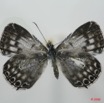 061 Lepidoptera (FD) Lycaenidae Termoniphas alberici f 8EIMG_4008wtmk.JPG